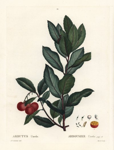 Jordbærtre, Arbutus unedo. Håndfarget stiplegravering av etter en illustrasjon av Pierre-Joseph Redoute fra Henri Louis Duhamel du Monceaus Treat des Arbres et Shrustes, Paris av Pierre Joseph Redouté