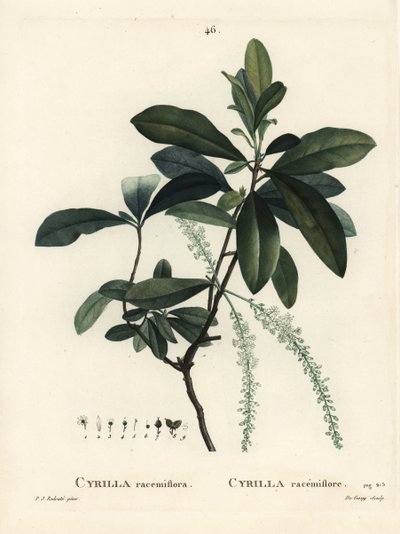 Sumpcyrilla, Cyrilla racemiflora. Håndfarget stiplegravering av De Gouy etter en illustrasjon av Pierre-Joseph Redoute fra Henri Louis Duhamel du Moncels Treat des Arbres et Shrustes, Paris av Pierre Joseph Redouté