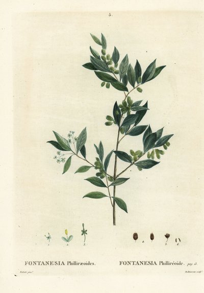Syrisk liguster, Fontanesia phillyreoides. Håndfarget stiplegravering av Du Ruisseau etter en illustrasjon av Pierre-Joseph Redoute fra Henri Louis Duhamel du Moncels Treat des Arbres et Shrustes, Paris av Pierre Joseph Redouté