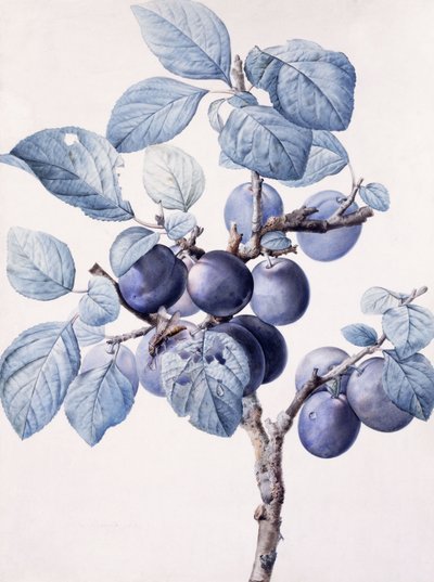 Green av et plommetre som bærer frukt med en veps drikkevann på et blad, av Pierre Joseph Redouté
