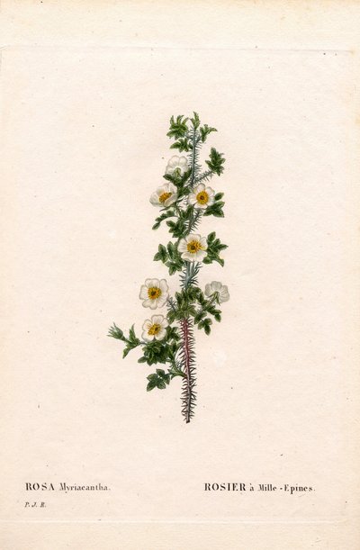 Tusenpigget rose, Rose myriacantha, Rose a Thousand-Spines. Håndfarget prikkete kobberstikk fra Pierre Joseph Redoutes "" Les Roses,"" Paris av Pierre Joseph Redouté