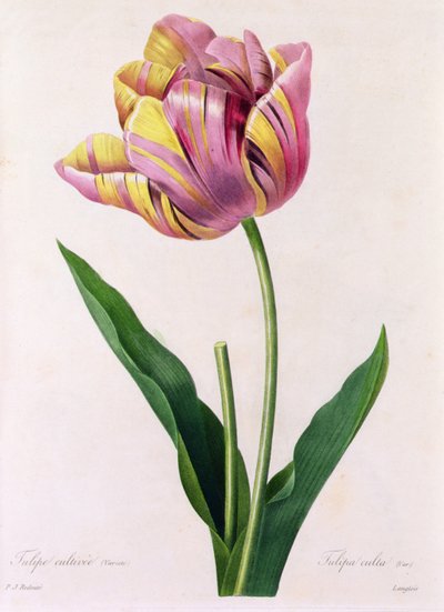 Tulipa Culta (farget gravering) av Pierre Joseph Redouté