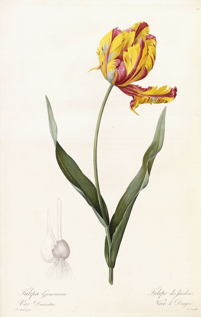 Tulip Gesneriana - Tulip des Jardins av Pierre Joseph Redouté