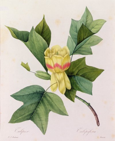 Tulipifera (farget gravering) av Pierre Joseph Redouté
