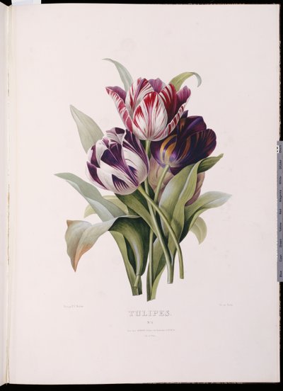 Tulipaner, fra "A Fine Series of Floral Bouquets" av Pierre Joseph Redouté