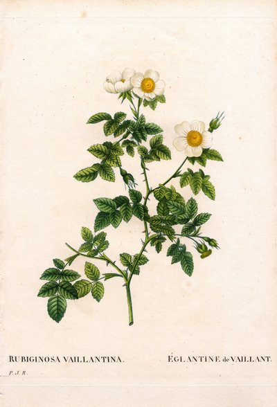 Vaillants sweetbriar rose, Rosa rubiginosa variant, L