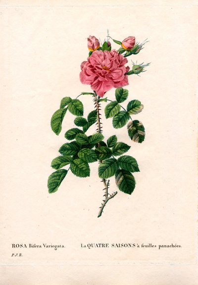 Spraglete fire årstider rosa, Rosa damascena var. bifera. Håndfarget prikkete kobberstikk fra Pierre Joseph Redoutes "" Les Roses,"" Paris av Pierre Joseph Redouté