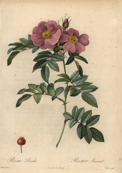 Violette Virginia-Rose, Rosa virginiana von Pierre Joseph Redouté
