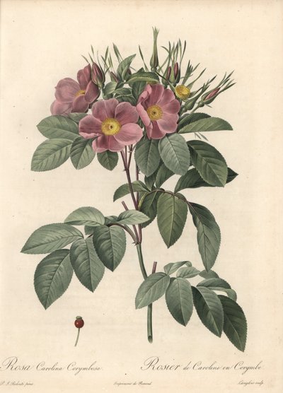 Virginia rose, mørke blomster - Eau forte de Langlois, basert på en illustrasjon av Pierre Joseph Redoute (1759-1840), fra Les Roses av Pierre Joseph Redouté