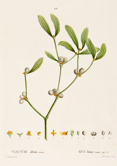 Viscum hvit L. Misteltein, c1800-1830. av Pierre Joseph Redouté
