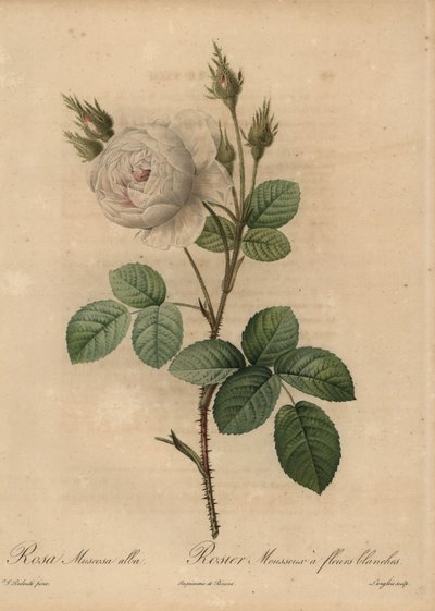 Hvitkålrose, Rosa muscosa alba av Pierre Joseph Redouté