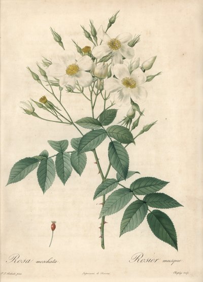 Hvite blomster moskusrose - Eau forte de Chapuy, basert på en illustrasjon av Pierre Joseph Redoute (1759-1840), fra Les Roses av Pierre Joseph Redouté