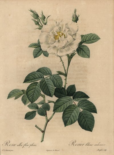 Hvit rose, Rosa alba flore pleno, Vanlig hvit rose av Pierre Joseph Redouté