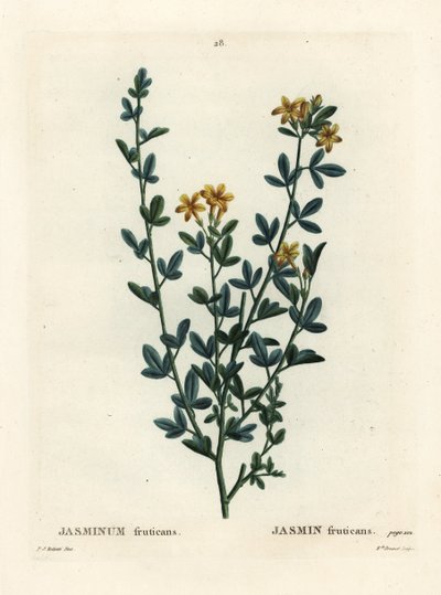 Vill eller gul Jasmin, Jasminum fruticans. Håndfarget stiplegravering av frøken Brenet etter en illustrasjon av Pierre-Joseph Redoute fra Henri Louis Duhamel du Moncels Treat des Arbres et Shrustes, Paris av Pierre Joseph Redouté