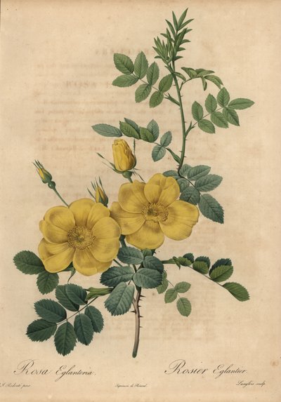 Gul rose, Rosa eglanteria av Pierre Joseph Redouté