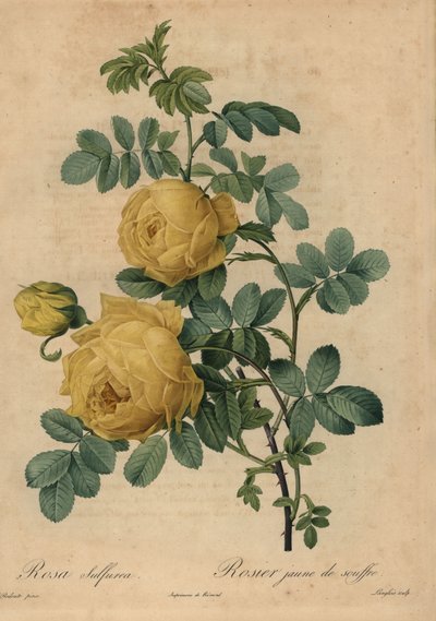 Gul svovelrose, Rosa hemisphaerica av Pierre Joseph Redouté