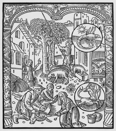 november, drepe grisen og høste eikenøtter, Scorpio, illustrasjon fra 