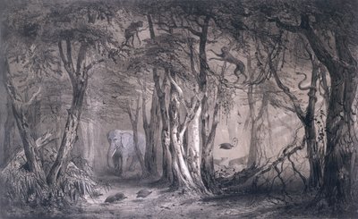 Virgin Forest on the Edge of the Blue Nile, fra Voyages au Soudan Oriental et dans lAfrique Septentrionale av Pierre Tremaux (1818-95) gravert av Tirpenne og J. Gaildrau, 1852 av Pierre Tremaux