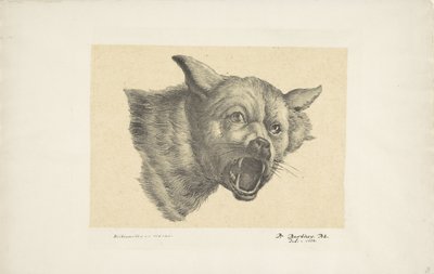Hodet til en ulv eller hund av Pieter Bartholomeusz. Barbiers