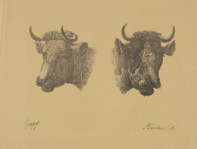 To oksehoder av Pieter Bartholomeusz. Barbiers