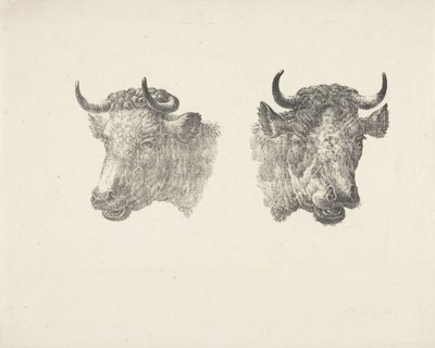 To oksehoder av Pieter Bartholomeusz. Barbiers