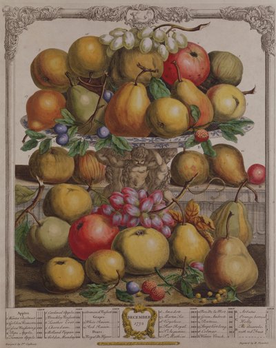 Desember, fra "Twelve Months of Fruits", av Robert Furber (ca. 1674-1756) gravert av Henry Fletcher, 1732 (fargegravering) av Pieter Casteels