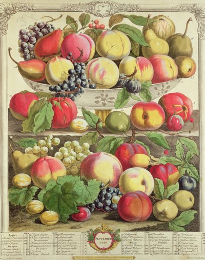 september, fra "Twelve Months of Fruits", av Robert Furber (ca. 1674-1756) gravert av Henry Fletcher, 1732 (fargegravering) av Pieter Casteels