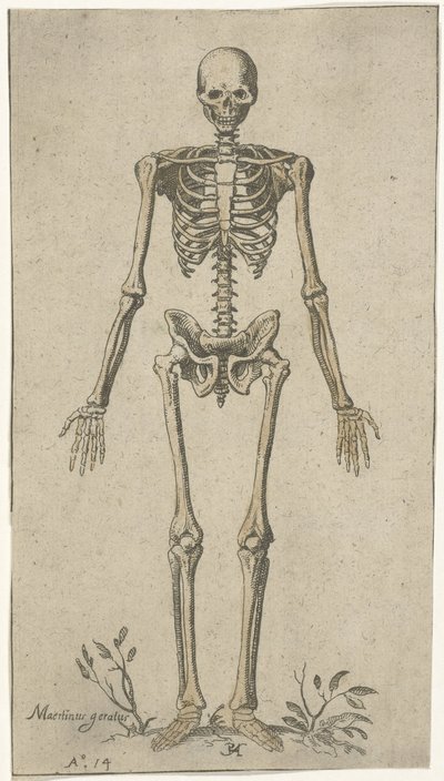 Hannskjelett, sett forfra Anatomiske studier (serietittel) av Pieter Feddes van Harlingen