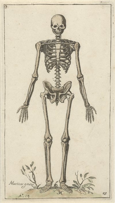 Mannlig skjelett, sett forfra Anatomical Studies (serietittel) av Pieter Feddes van Harlingen