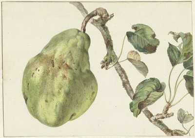 Pære på en gren av Pieter Gevers