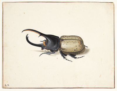 I herkulesbille (dynastes hercules) av Pieter Holsteijn