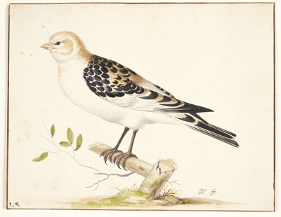 I snespurv (plectrophenax nivalis) av Pieter Holsteijn