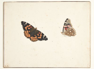 To studier av en tistel (vanessa cardui l.) av Pieter Holsteijn