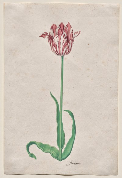 Studie av en tulipan (Anvaers) av Pieter Holsteyn II