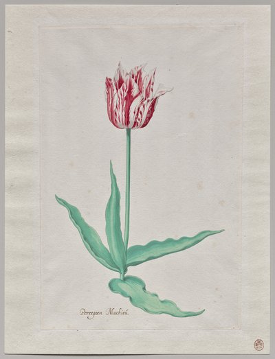 Studie av en tulipan (Perregoen Machieu) av Pieter Holsteyn II
