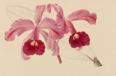 Originaler fra hagebruks- og træbrukspublikasjoner, 1878-1881. av Pieter Joseph de Pannemaeker