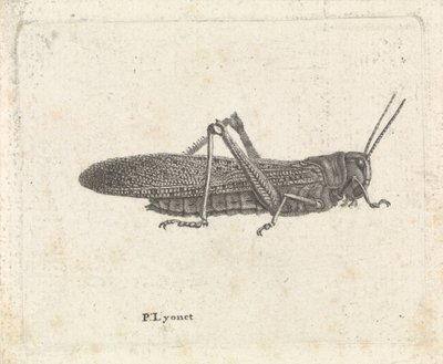 Gresshoppe av Pieter Lyonet