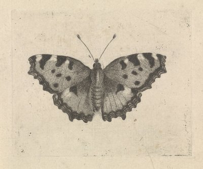 Sommerfugl av Pieter Lyonet