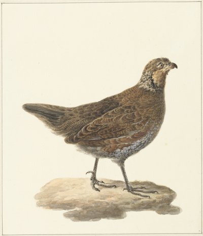Bobwhite (Colinus virginianus) av Pieter Pietersz. Barbiers