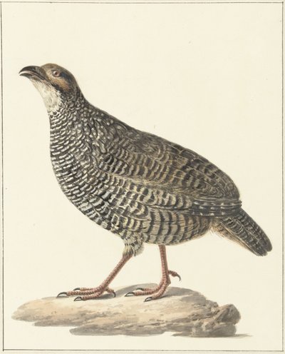 Kinesisk francolin (Excalfactoria chinensis) av Pieter Pietersz. Barbiers