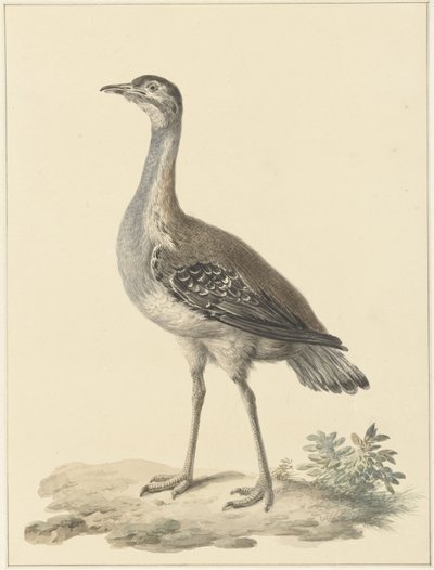Denhams trap (Neotis denhami) av Pieter Pietersz. Barbiers