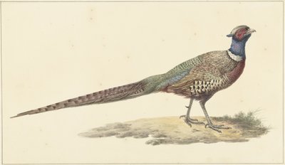 Fasan av Pieter Pietersz. Barbiers