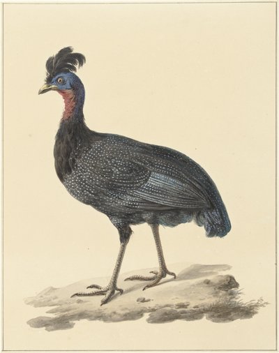 Kreft perlehøne av Pieter Pietersz. Barbiers