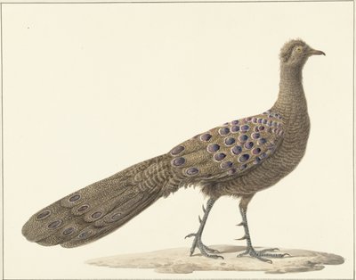 Spiegelpauw av Pieter Pietersz. Barbiers