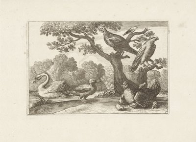 Kip med kuikens og andre fugler Forskjellige fugler (serietittel) De mest perfekte figurene til forskjellige fugler (...) (serietittel) av Pieter Schenk (I) (attributed to)