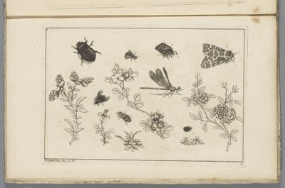 Blomstergrener med insekter Kinesiske blomster og insekter (serietittel) av Pieter Schenk (II)