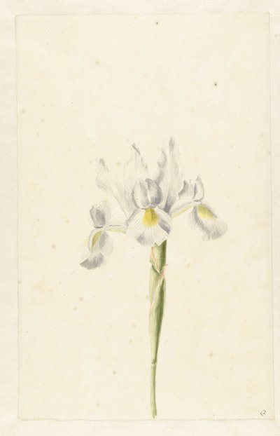 Hvit iris (Iris albicans) av Pieter Withoos (circle of)