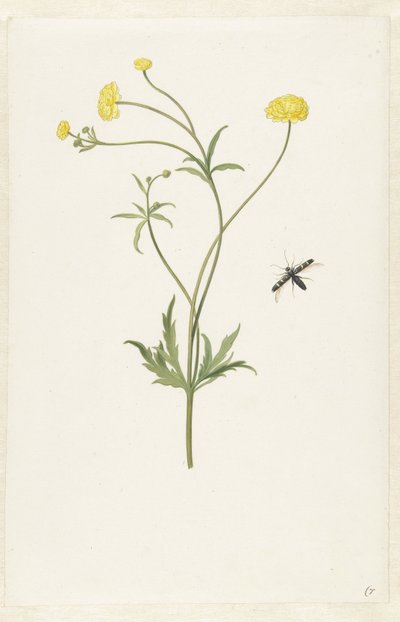 Dobbel gul ranunkel og insekt av Pieter Withoos (possibly)