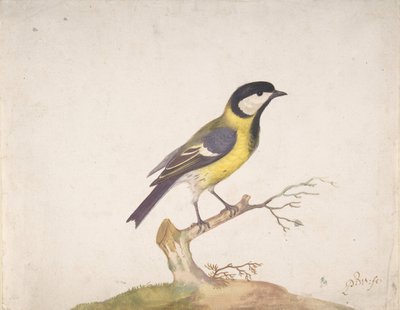 En stormeis Parus major satt på en gren, 1670-93. av Pieter Withoos