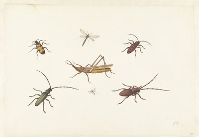 Et ark med syv forskjellige insekter Ark med syv forskjellige insekter av Pieter Withoos